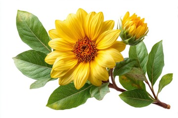 Fototapeta premium A solitary, beautiful sunflower placed on a white background with a clipping path