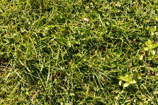 Detailed close-up of vibrant green grass creating a natural and textured background. Perfect for nat