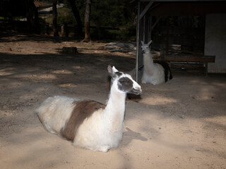 Obraz premium adorable fluffy white llama looking at camera in the countryside