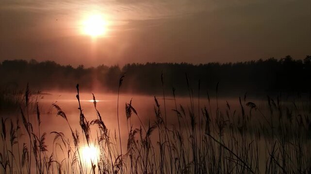 Golden sunrise over misty lake with reeds in foreground