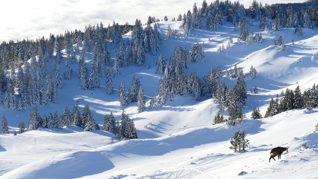 View of a snow-covered mountain with evergreen trees dusted in white, a lone chamois trekking across the landscape under a bright sky, Gingins, Vaud, Switzerland.