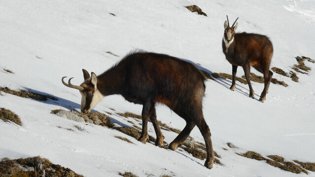 View of two chamois, one with its head down foraging, stand out against the bright white snow-covered landscape in the Swiss Alps, Gingins, Vaud, Switzerland.