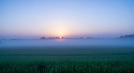 Obraz premium A sunrise over a misty green field, with trees on the horizon, bathed in soft, cool light