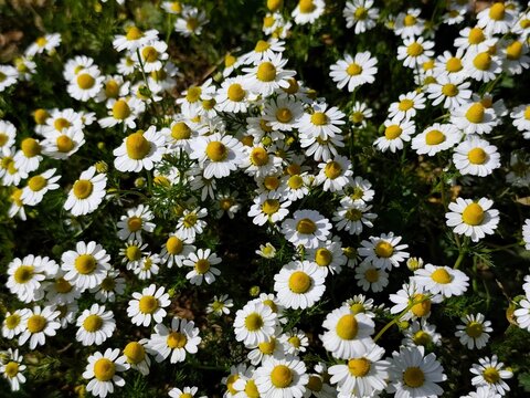 Chamomile: a species of annual plant, its botanical name is Matricaria chamomilla.