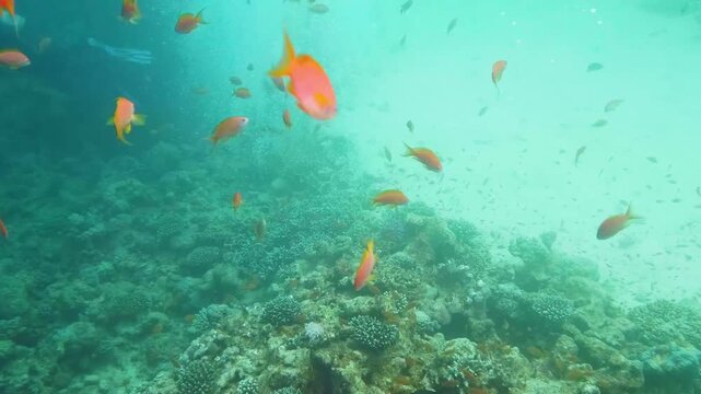 Underwater footage showing a school of Sea Goldies (Pseudanthias squamipinnis) swimming among corals in the Indo-West Pacific Ocean, highlighting reef biodiversity.