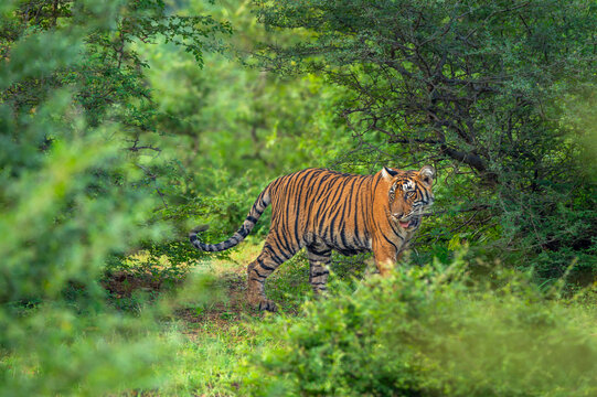 wild indian curious male bengal tiger or panthera tigris tigris Ranthambore National Park forest Reserve Rajasthan India cub side profile walking in natural scenic green wildlife jungle safari