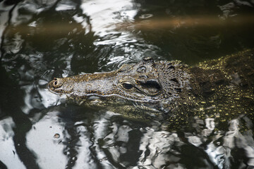 Obraz premium Crocodile in the water