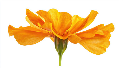 Obraz premium Orange flower with delicate petals and green stem isolated on white background, showing natural beauty and vibrant color