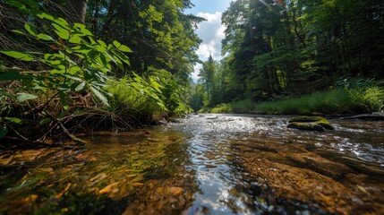 Obraz premium a stream runs through a lush green forest
