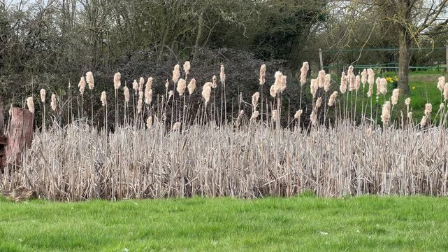 Dry bulrush plants bordering green pasture 4K