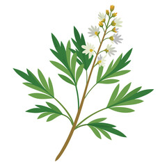 Fototapeta premium artemisia annua flower on white background