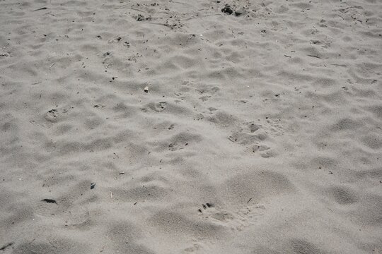Texture of fine gray sand on a coastal beach with animal tracks.