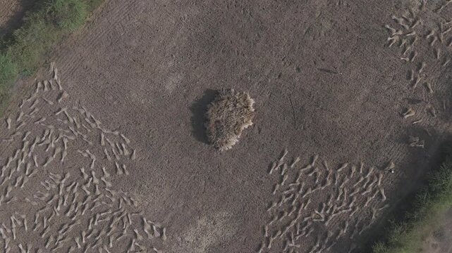 Top-down aerial view of agricultural fields in Bhilwara, Rajasthan during spring harvest, showing farmers making and stacking wheat bundles forming abstract patterns across farmland.