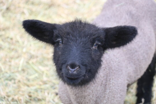  sheep, wool, portrait, livestock, farm, lamb, farming, closeup, baby, farm animal, show sheep, show lamb,