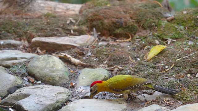 Laced Woodpecker (Picus vittatus )drinks from the pond bird watching in natural habitats in the forest.