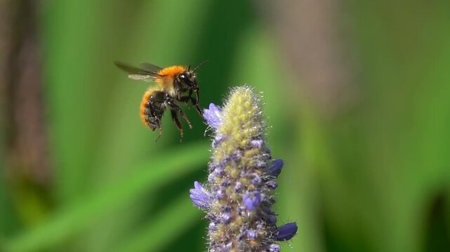 Bumble bee, on purple flower Pontederia.