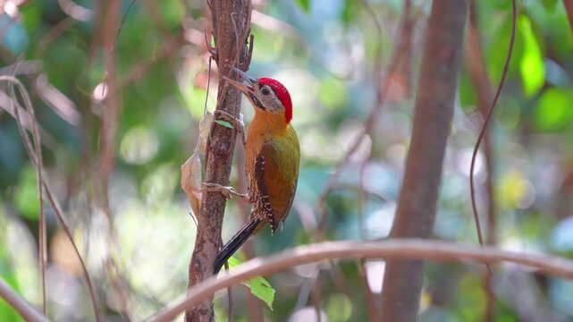 Laced Woodpecker (Picus vittatus ) on tree  bird watching in natural habitats in the forest.
