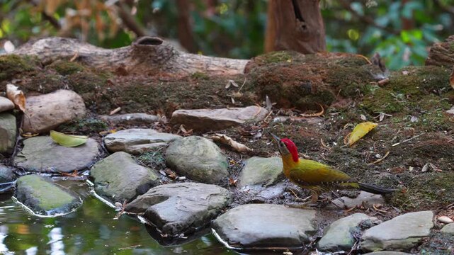 Laced Woodpecker (Picus vittatus )drinks from the pond bird watching in natural habitats in the forest.