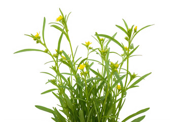 Fototapeta premium Delicate green plant with small yellow wildflowers in bloom, isolated on transparent background