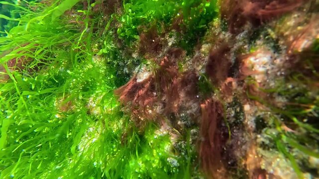 Algae near the shore in the Black Sea, green algae Enteromorpha and red algae on a stone at the sand-rock boundary, beach in Odesa