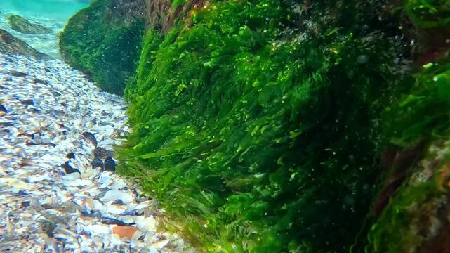Algae near the shore in the Black Sea, green algae Enteromorpha and red algae on a stone at the sand-rock interface, beach in Odesa