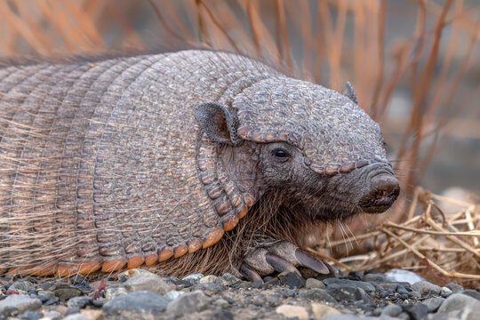 Portrait of The pichi (Zaedyus pichiy), dwarf armadillo or pygmy armadillo on rocky ground. Torres del Paine, Patagonia, Chili.