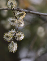 Fototapeta premium Frühling im Park, Bienenweide blüht im Gegenlicht