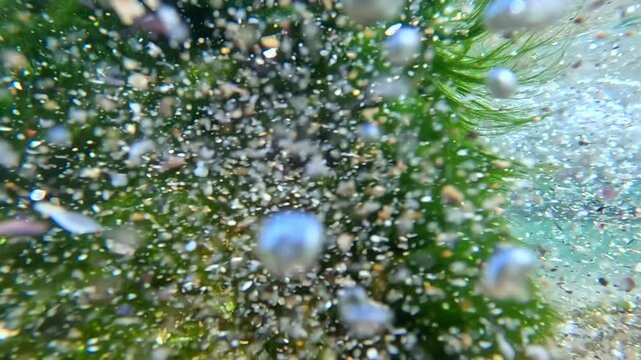 Oxygen synthesis in water, algae saturate the water with oxygen, gas bubbles in the water column, hydrodynamics of the Black Sea water.