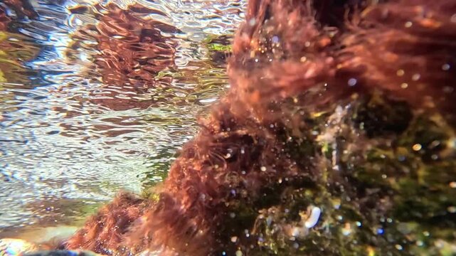 Filamentous red algae on stones in a water flow at the very shore of the Black Sea