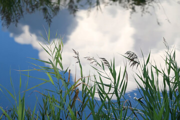 Fototapeta premium Lush plant growing by the river. Selective focus.