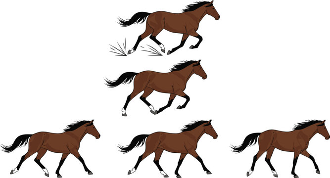 Running brown horse animation sequence with galloping motion poses, realistic equine movement frames set, farm animal vector illustration isolated on white background