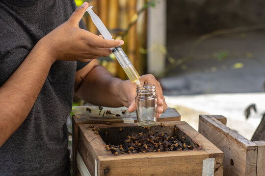 Sustainable harvesting of native stingless bee honey by indigenous women in the Peruvian Amazon, Loreto. Traditional meliponiculture practices support biodiversity conservation