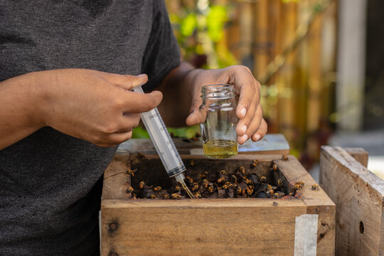 Sustainable harvesting of native stingless bee honey by indigenous women in the Peruvian Amazon, Loreto. Traditional meliponiculture practices support biodiversity conservation