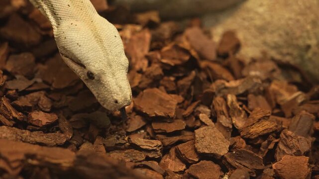 A  close up of a Boa constrictor or, python snake slowly crawling across a rock on a cloudy day