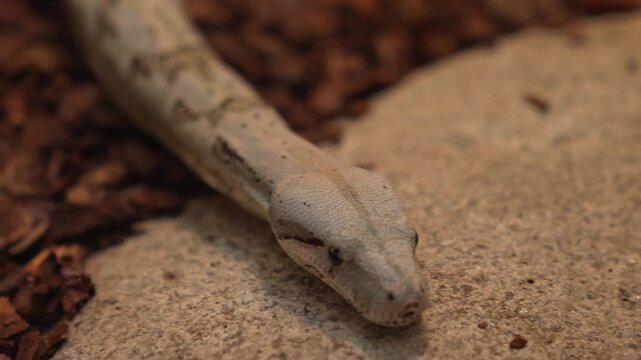 A  close up of a Boa constrictor or, python snake slowly crawling across a rock on a cloudy day