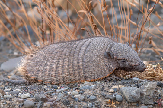 The pichi (Zaedyus pichiy), dwarf armadillo or pygmy armadillo on rocky ground. Torres del Paine, Patagonia, Chili.