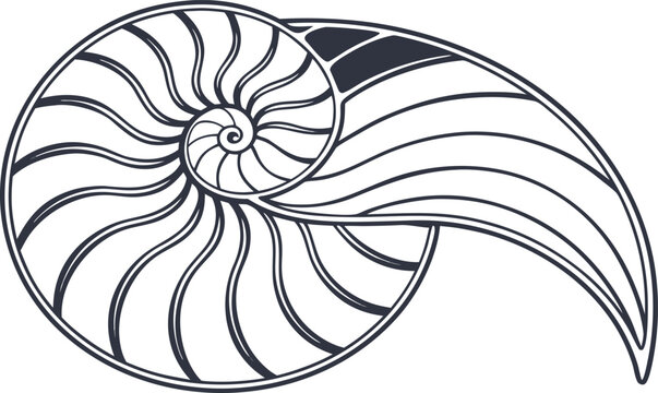 Black nautilus shell spiral shape