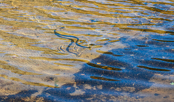 Grass snake Natrix natrix swimming in shallow clear water.