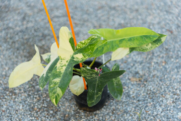 Closeup to New hybrid plant Philodendron billietiae x florida beautyin the pot  © rukawajung