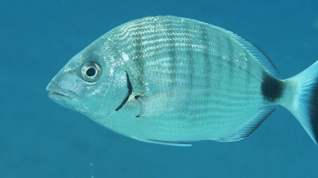 underwater fish scenery from mediterranean  sea breams ocean scenery underwater landscape seabreams  Diplodus sargus