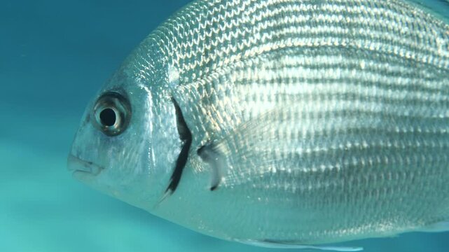 underwater fish scenery from mediterranean  sea breams ocean scenery underwater landscape seabreams  Diplodus sargus