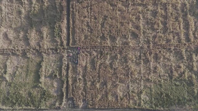 Top-down aerial view of a harvested wheat field in Bhilwara, Rajasthan during spring season, showing dry golden farmland patterns and rural agricultural landscape.