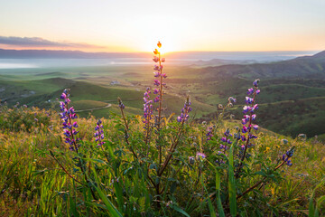 Obraz premium Sunny meadow