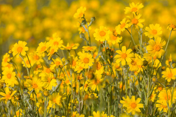 Obraz premium Wildflowers