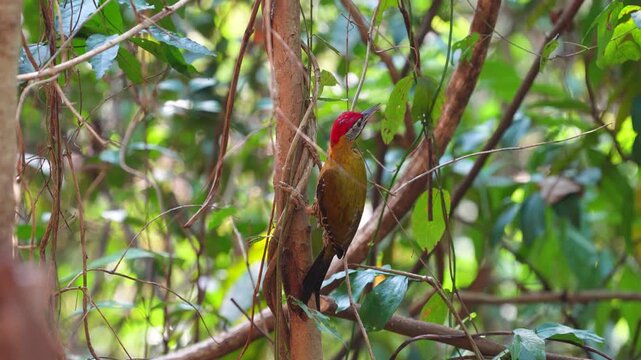 Laced Woodpecker (Picus vittatus ) on tree  bird watching in natural habitats in the forest.