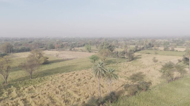 Aerial view of agricultural fields in Bhilwara, Rajasthan during spring harvest season, showing green, yellow, and dry crop patterns with scattered native trees across rural farmland.