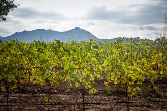 Vineyard in the Cotes de Provence wine region near La Crau, France, with rows of grapevines in the foreground and a mountain landscape under a cloudy sky in the distance.