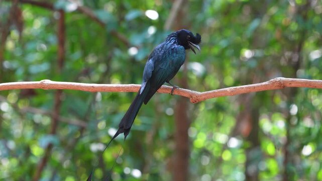 Greater Racket-tailed Drongo on branch bird watching in natural habitats in the forest.