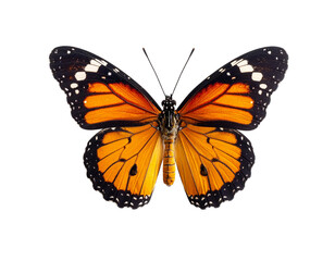 Fototapeta premium Butterfly with vivid orange and black wings spread wide in isolated white backdrop