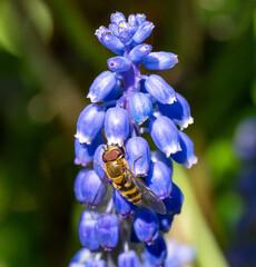 Close up of a marmalade hoverfly (Episyrphus balteatus) on a grape hyacinth flower spike (Muscari) © Graham
